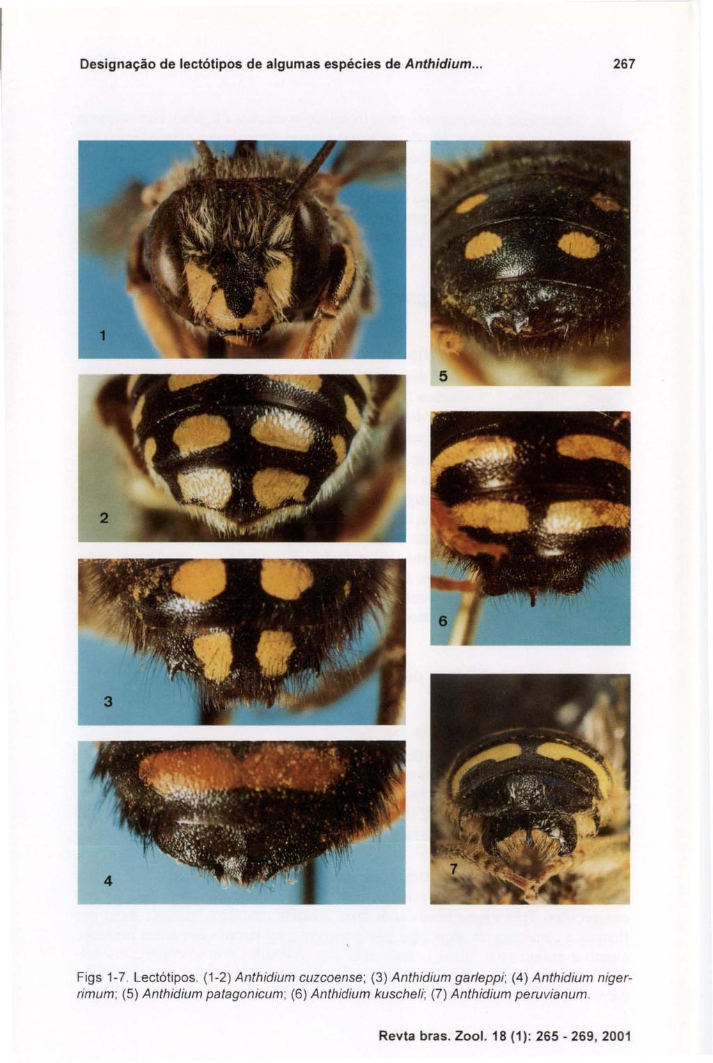 Designação de lectótipos de algumas espécies de Anthidium... 267 Figs 1-7. Lectótipos.