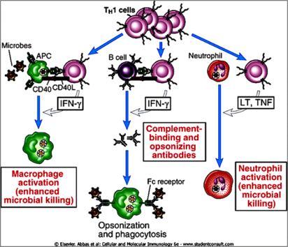 Figure 13-7 Effector functions of TH1 cells.