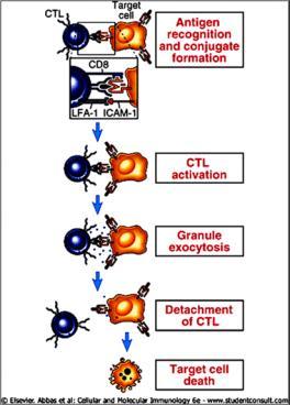LT CD8 + Citotoxicidade por Tc CD8 + A morte celular por CTLs é específica para o Ag e dependente de contato Célula TCD8 Célula-alvo (infectada) Figure 13-14 Steps in CTL-mediated lysis of target
