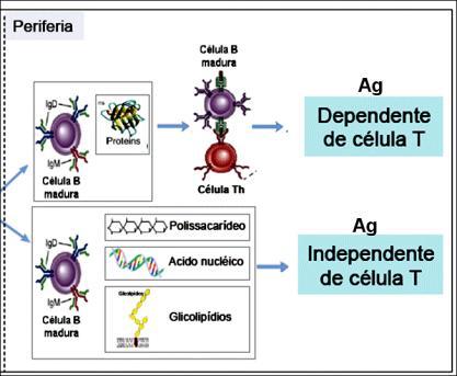 Linfócitos B Respostas