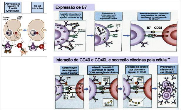 Linfócitos B para a