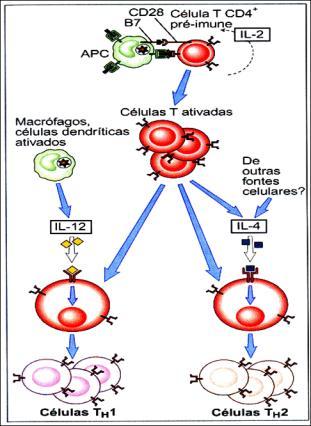 citocinas e, portanto, desempenham funções efetoras distintas Th1 - reconhecem Ag microbianos e ativam fagócitos a