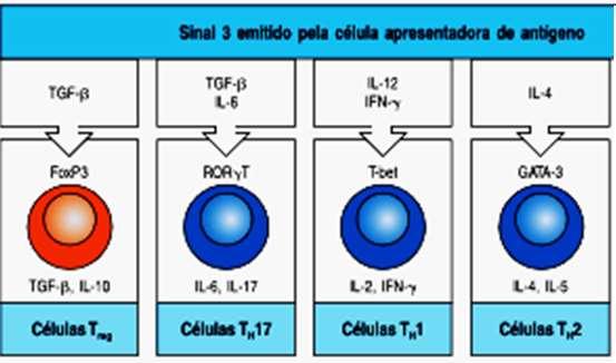 A variação do sinal 3 faz com que as células TCD4 virgens adquiram