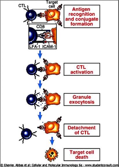 LT CD8 + A morte celular por CTLs é específica para o Ag e dependente de contato Figure 13-14 Steps in CTL-mediated lysis of target cells.
