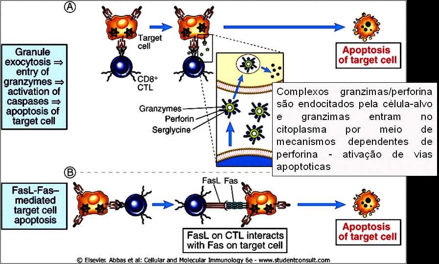 Figure 13-16 Mechanisms of CTL-mediated lysis of target cells. CTLs kill target cells by two main mechanisms. A.