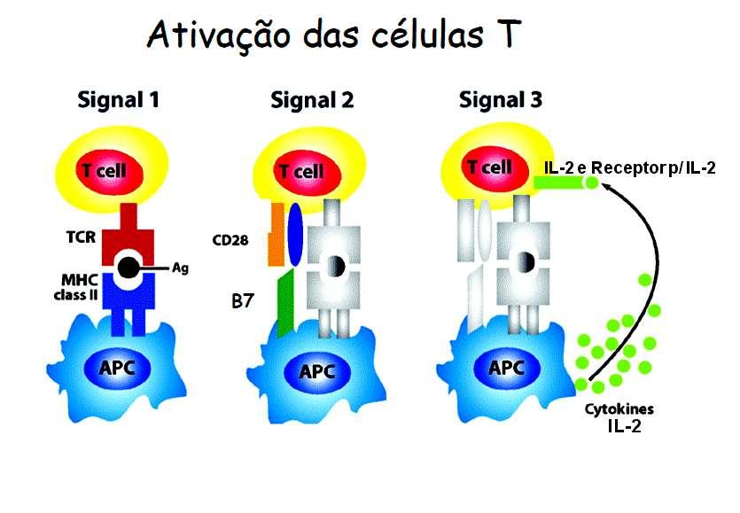 MHC-II + Ag + TCR B7 + CD28