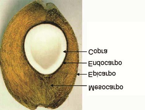 16 A fruta é composta de epicarpo (casca epiderme lisa), mesocarpo (parte fibrosa), endocarpo (camada pétrea que envolve a parte comestível) e copra (parte comestível) (Figura 2).