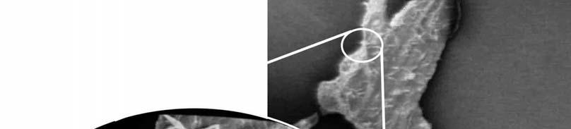 B A Figura 23. Flagelados aderidos à membrana basal da glândula salivar infectada por 1 hora (x13).