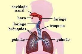 DROGAS QUE ATUAM NO APARELHO RESPIRATÓRIO Principais medicamentos: 1. Broncodilatadores 2.