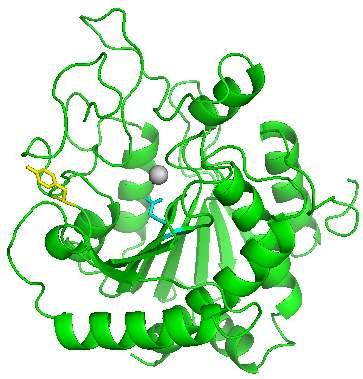 Exemplo do modelo de encaixe induzido (Carbopeptidase) A esqueda: o sítio catalítico dessa enzima é formado pelos resíduos de Tyr 248 (em amarelo) e de Glu 270 (azul claro), e um
