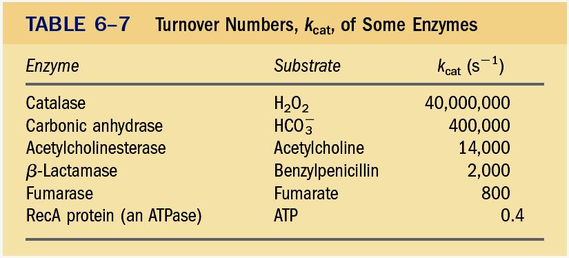 Cinética Enzimática Número de turnover =