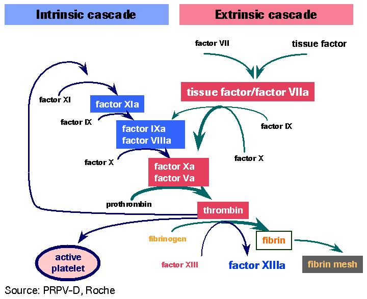 8 Lesão vascular Fator VII Fator tissular XI XIa Fator tissular/ VII a IX IXa ; VIIIa IX X Xa; Va X Protrombina Trombina Ativação plaquetária Fibrinogênio XIII XIIIa Fibrina Figura 3 Modelo