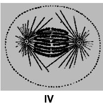 b) As duas células resultantes da divisão, mostradas em VI,