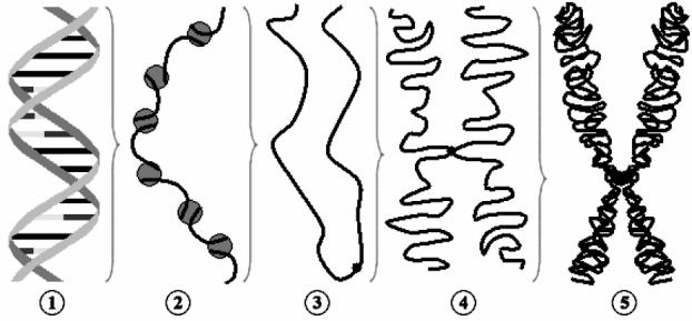 De acordo com a figura apresentada e o assunto a ela relacionado, analise as alternativas abaixo e assinale a que CORRESPONDE à condensação do DNA que caracteriza a metáfase. a) 3. b) 1. c) 4. d) 5.