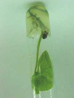 1 Micropropagação in vitro da Cultivar