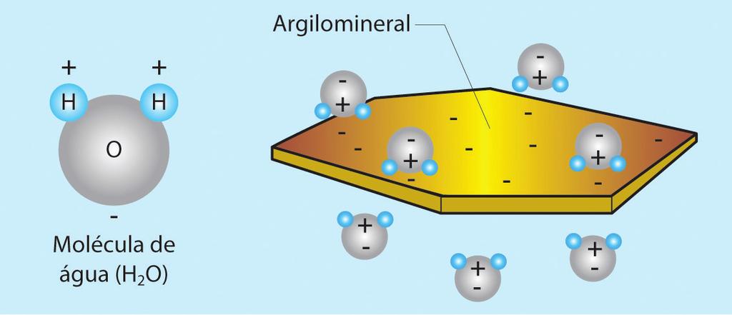 As cargas elétricas da superfície das partículas de húmus ou argilominerais, além dos