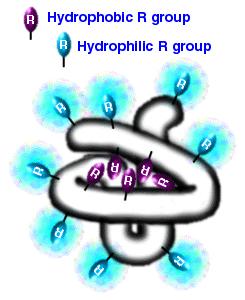 Interações hidrofóbicas e hidrofílicas