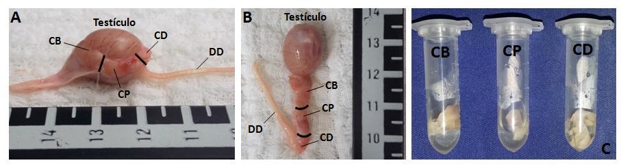 9 Após realização do procedimento cirúrgico, os testículos e epidídimos foram imersos em PBS (Laborclin ) a 37ºC e transportados até o laboratório em no máximo duas horas.