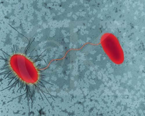 E. coli (rod prokaryote) strains