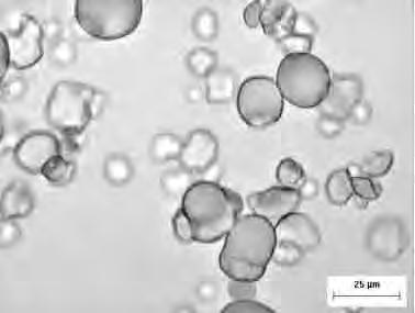 55 Figura 4: Micrografias dos grânulos de amido de mandioquinha-salsa observados em microscópio
