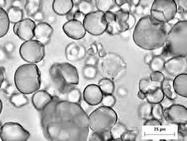 As micrografias obtidas a partir de microscópio eletrônico de varredura confirmaram o observado a