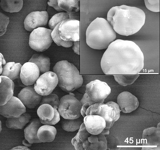 Figura 16: Micrografias dos