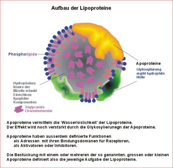 Transporte e metabolismo de lipídios Quilomícron VLDL LDL HDL Capa hidrofílica Modulam a