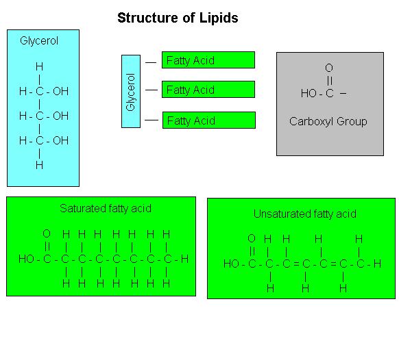 LDL colesterol Ø Ácido graxo trans e saturado LDL
