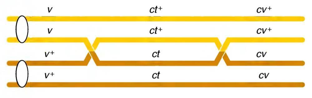 Com o cruzamento teste foi possível determinar a ordem dos três genes no cromossomo As duas distâncias no mapa, 13,2 cm e 6,4cM, somam 19,6 cm, que é