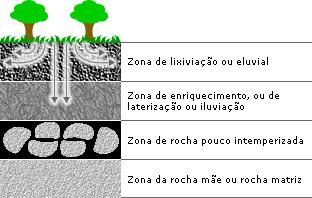 TRANSPORTE/ TRANSLOCAÇÃO Íons