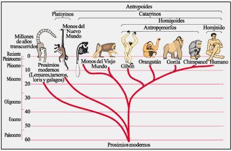 CAPÍTULO 2. ÁRVORES FILOGENÉTICAS 7 Figura 2.1: Uma filogenia provável para um grupo de nove primatas [Mota, 2006]. 2.2 Histórico sobre árvores filogenéticas A primeira idéia de estabelecer classificações filogenéticas nasceu com o naturalista inglês Charles Darwin.