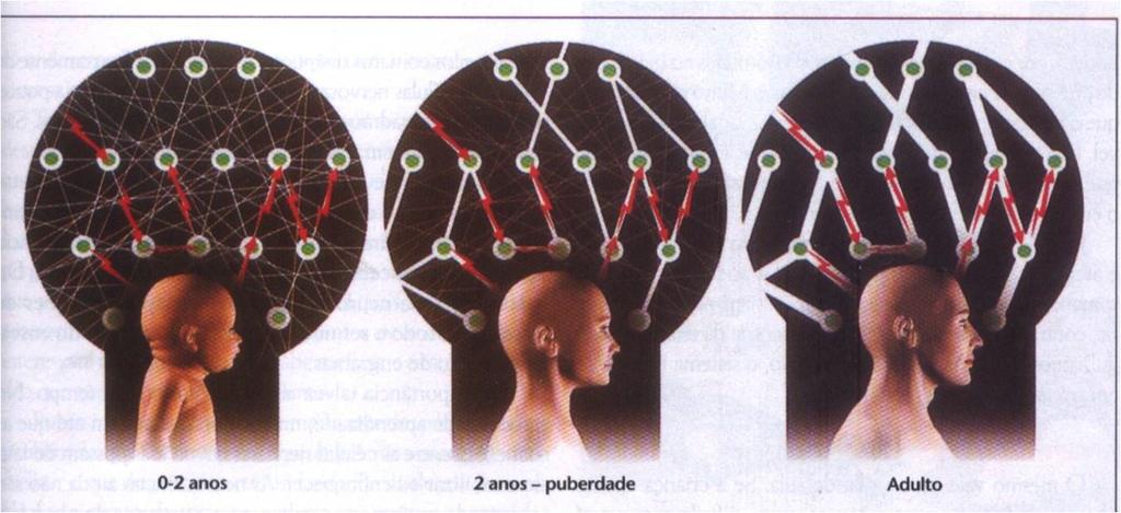 Podas Neuronais Também chamada apoptose : é uma espécie de desligamento de alguns neurônios para dar espaço para outros; Teoria de ciclos: