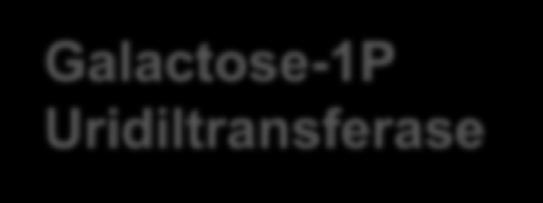 Glicose-1P Galactose-1P Uridiltransferase TIPO I *