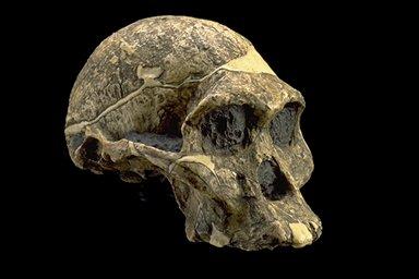 Australopithecus africanus Idade: 3.