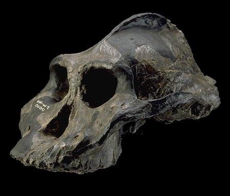 Paranthropus aethiopicus Anatomia: Fêmeas 105