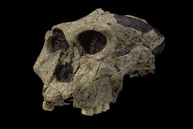 Paranthropus robustus Idade: 2.0-1.