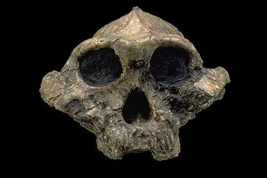 Paranthropus boisei Idade: 2.3-1.