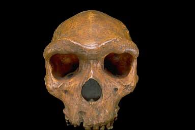 Homo neanderthalensis Idade: 150.000-30.000 Dieta: Generalizada, incluindo carne. D.Geográfica: Europa, Oeste Asiático.