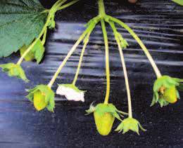 Flores Durante as transformações na planta, existem diferenças marcantes entre as fases de crescimento vegetativo e reprodutivo.