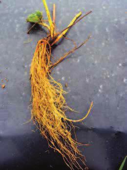 40 M O R A N G U E I R O Existem estruturas de raízes perenes, originadas da coroa cuja distribuição ao redor da planta é em espiral, e se desenvolvem na base de cada folha, as quais são integradas