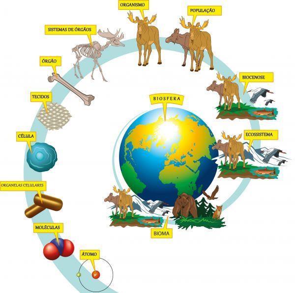 Método científico e níveis de organização em Biologia 05/09 fev RESUMO O método científico é utilizado para buscar explicações e respostas para os fenômenos observados na natureza.