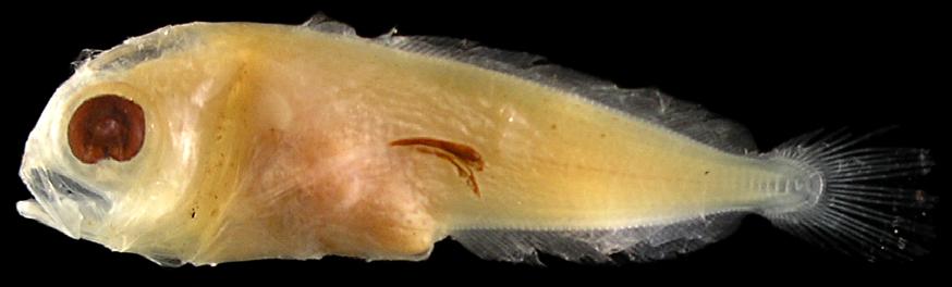 139 Ordem Gadiformes / Família Phycidae 82 Figura 83: Urophycis cirrata. DZUFRJ 25290; Flexão; CP 10,5 mm. Urophycis cirrata (Goode & Bean, 1896) Possui a cabeça e o focinho arredondados.