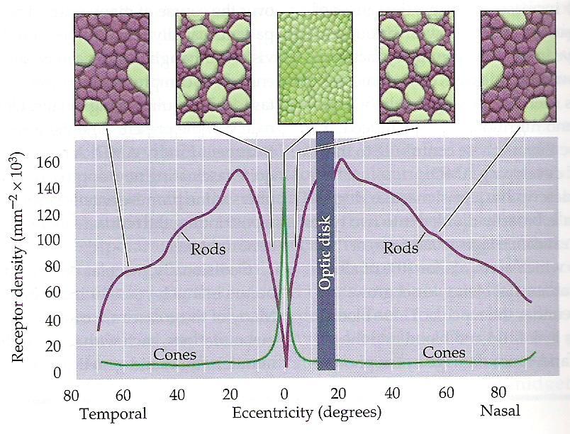 Distribuição dos Cones e Bastonetes na retina humana Fóvea (fovéola) Retina humana