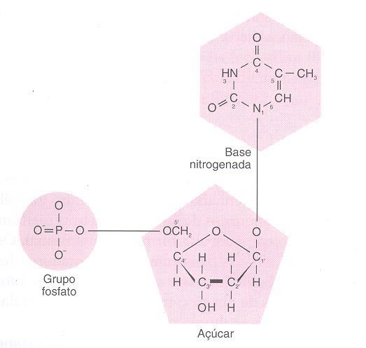 Composição química dos nucleotídeos Os polinucleotídeos ( ácidos nucleicos ) são compostos por nucleotídeos.