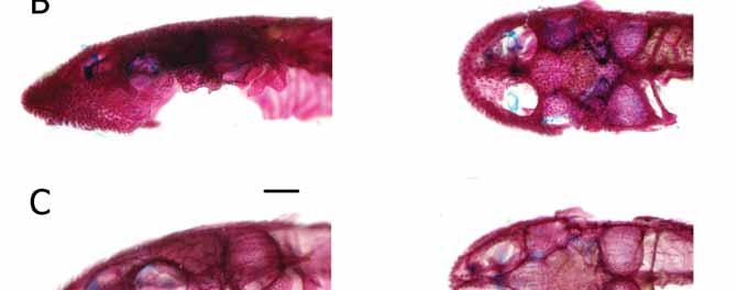 A) Isbrueckerichthys duseni DZSJRP 367, 48,3