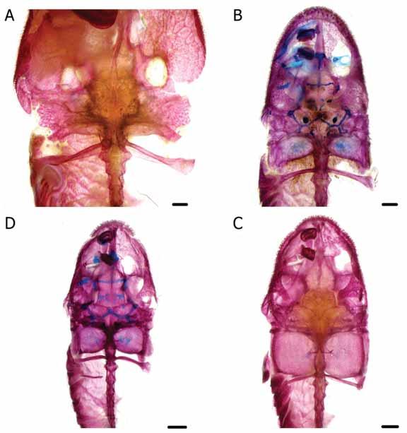 FIGURAS Figura. Crânio em vista ventral. A) Isbrueckerichthys duseni, DZSJRP 367, 48,3 mm CP.