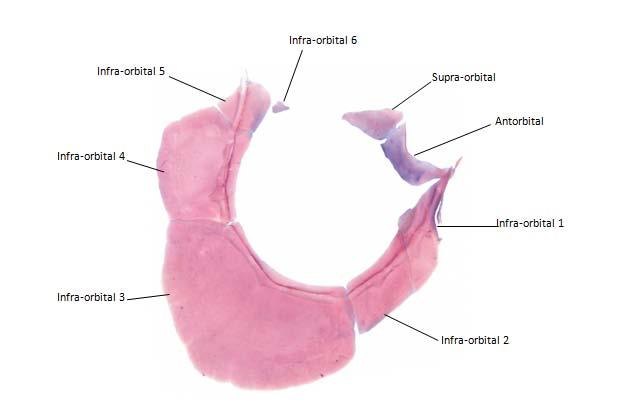 Figura 41. Anel orbital direito de Clupeacharax anchoveoides USNM 302225 (57,3 mm CP), vista lateral.