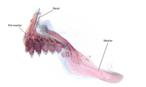 spilurus MZUSP 29620 (56,0 mm CP), vista medial.