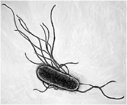 de uma roseira e uma célula de um pedaço de músculo retirado de um mamífero. Entre as estruturas citadas pelos alunos destacaram-se: mitocôndrias, cloroplastos, parede celular e membrana nuclear.