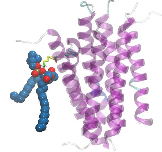 Figura 66: Representação da interação da lisina 148 com o a molécula 286 de POPC do sistema DD Kporo7-popc 4.3.